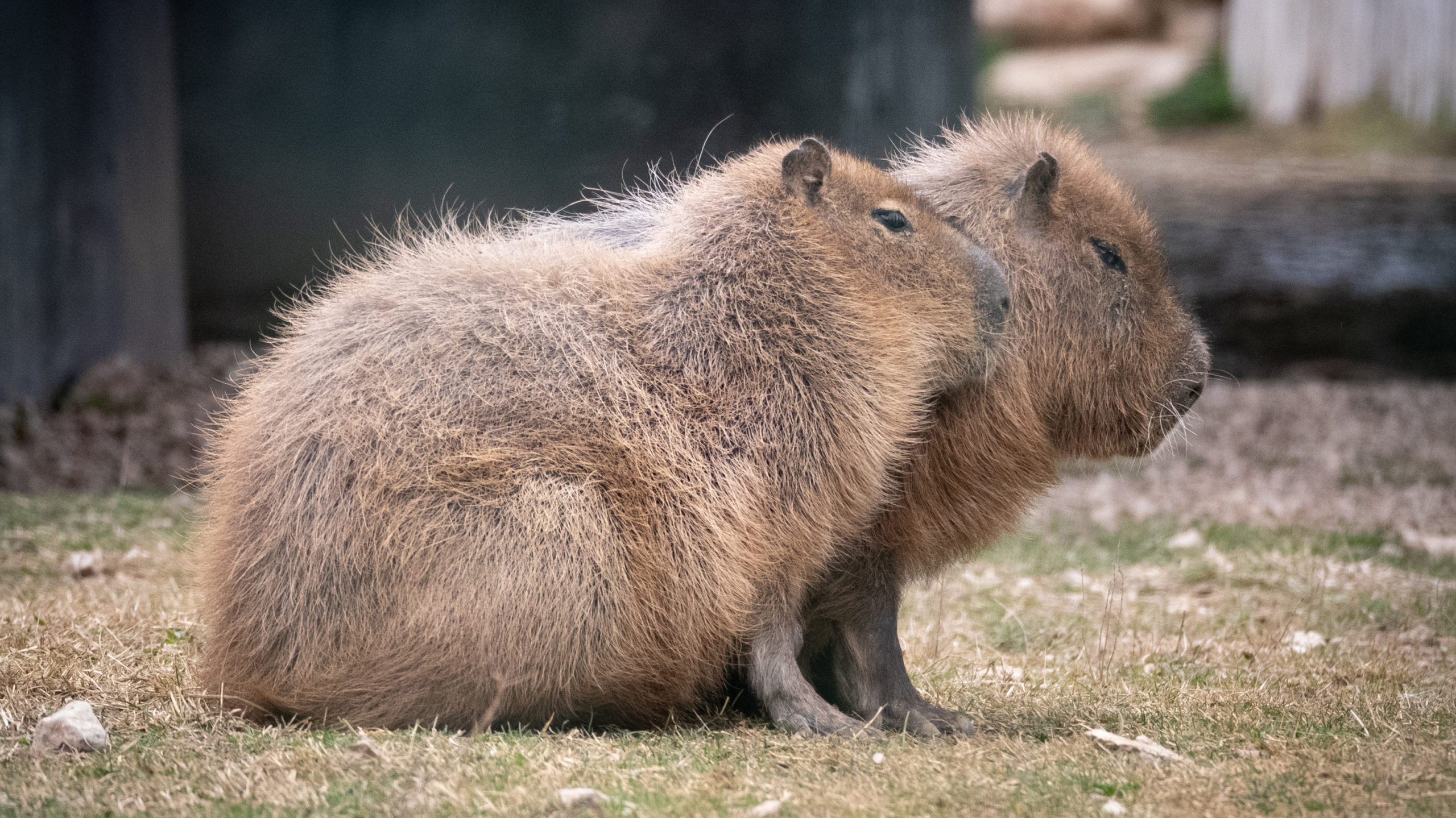 capybara plant based kitchen bar