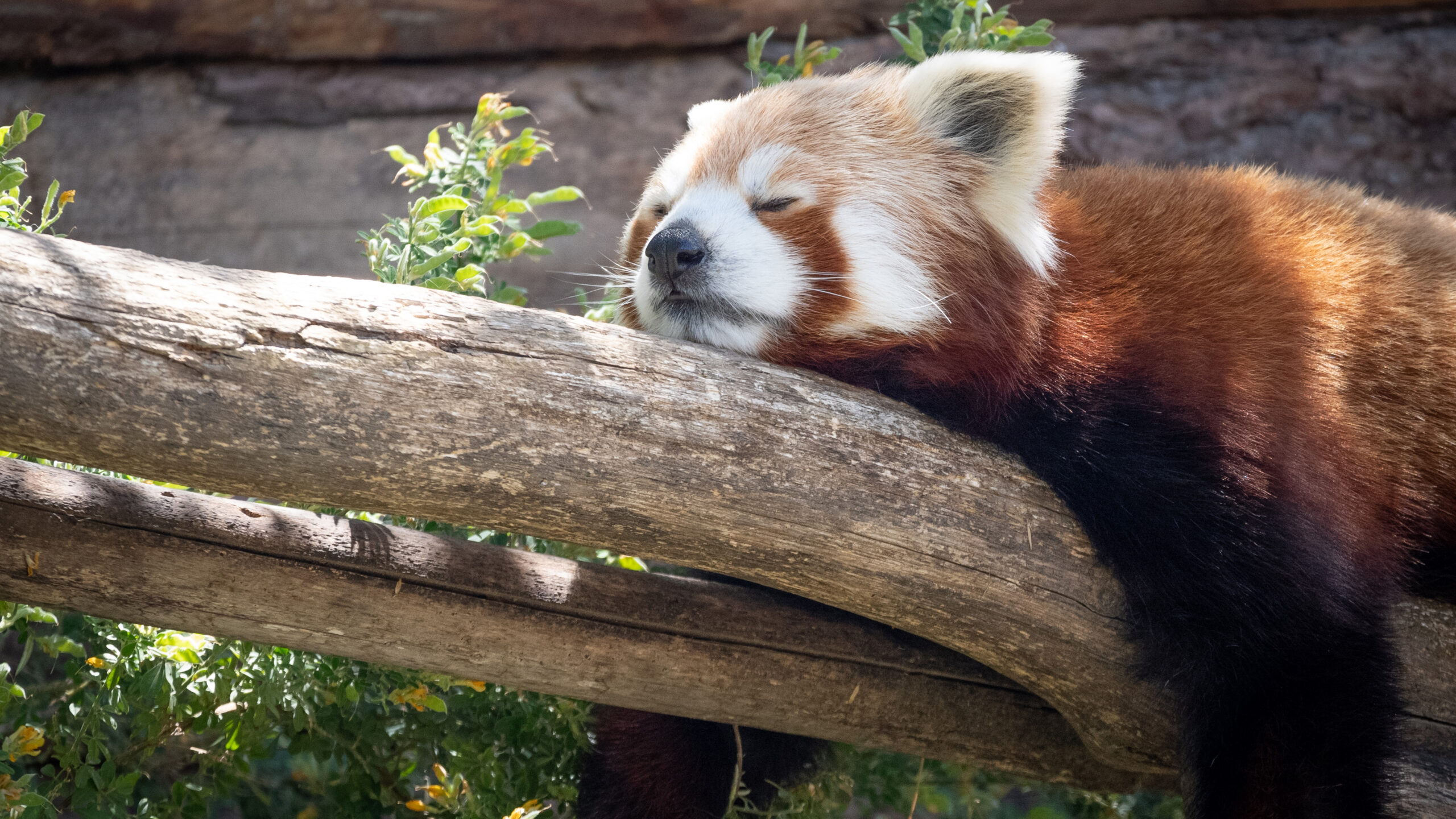 Panda roux de l'Himalaya  Zoo du Bassin d'Arcachon